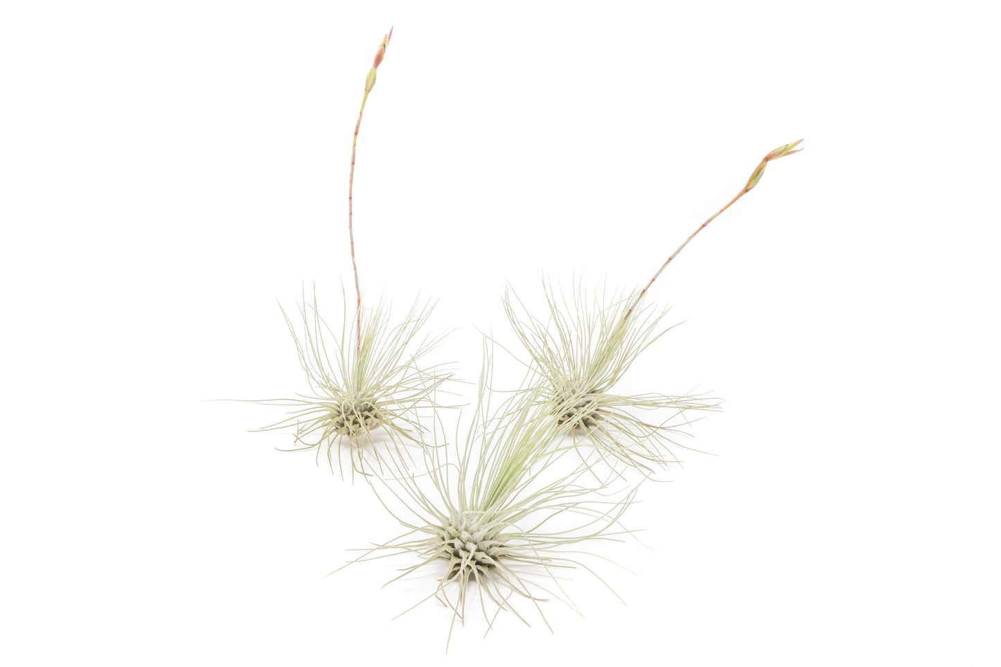 Tillandsia Argentea Thin Air Plants