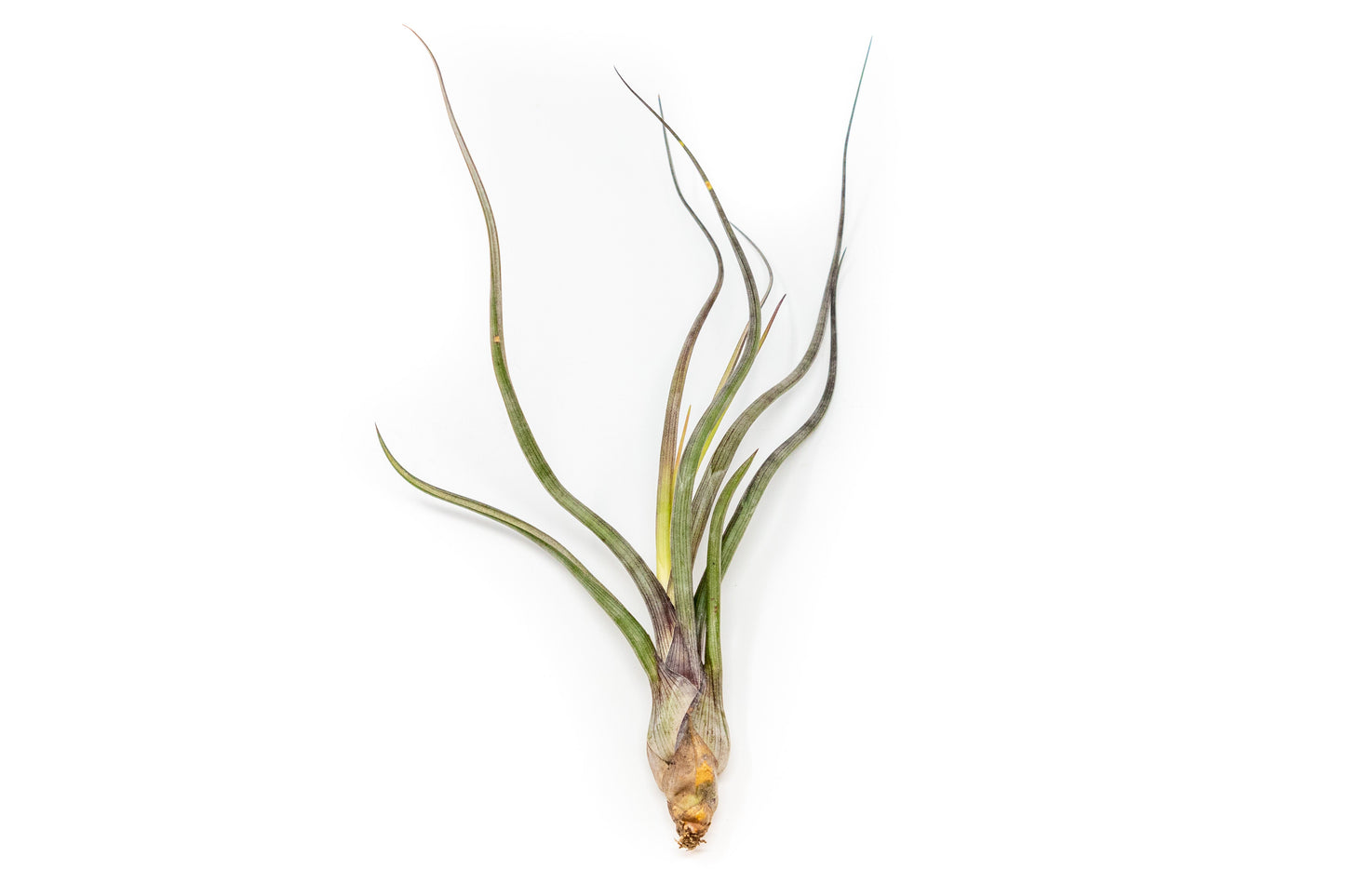 SALE - The Yucatan Collection of Tillandsia Air Plants - Set of 10 or 20 - 50% Off