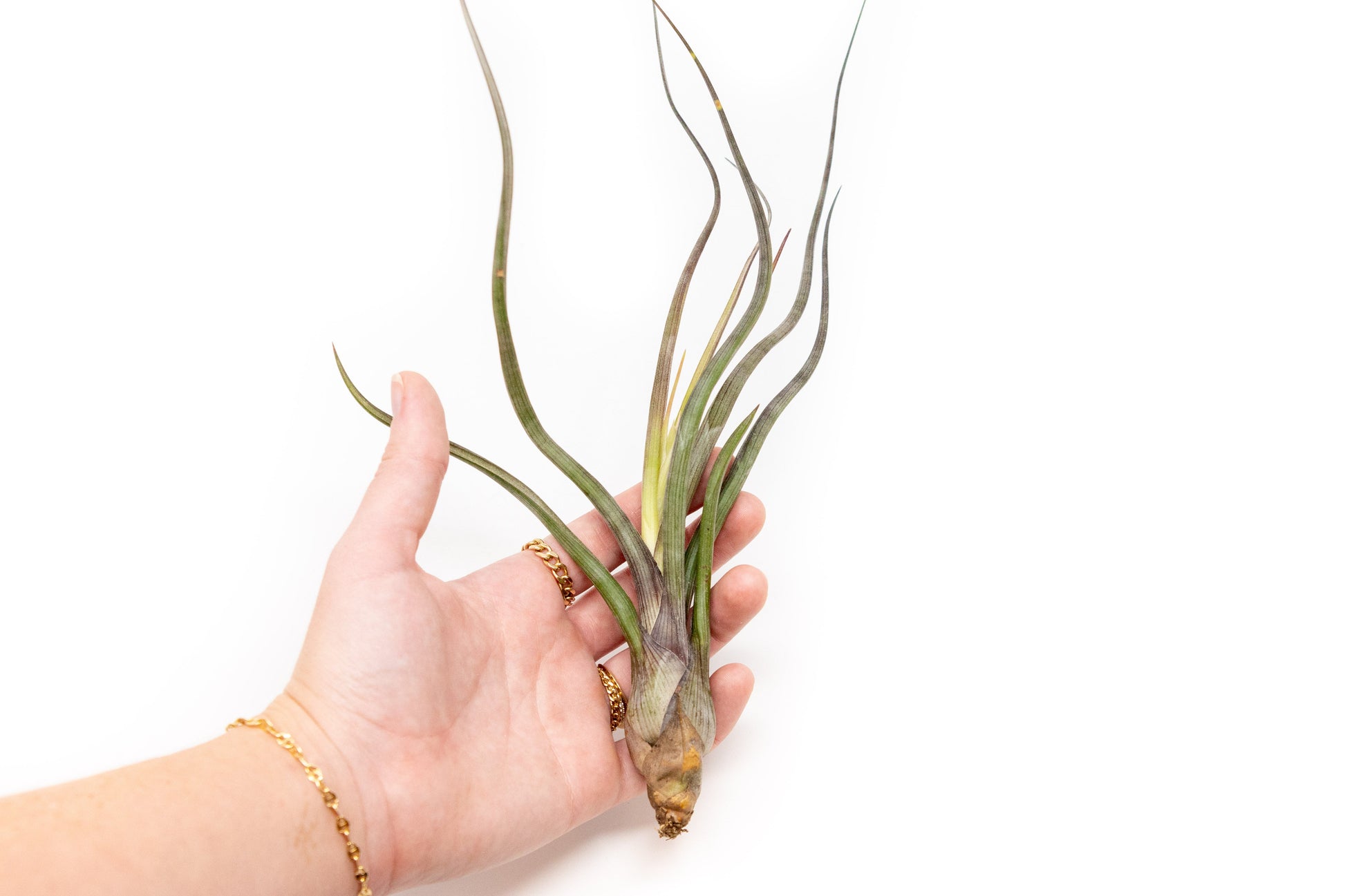 pseudobaileyi air plant Large Tillandsia Baileyi Air Plants / 6-9 Inch Plants – Seedville USA