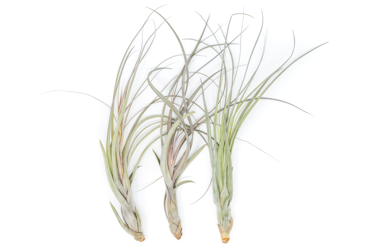 Large Tillandsia Balbisiana Air Plants  / 9-12 Inch Plants