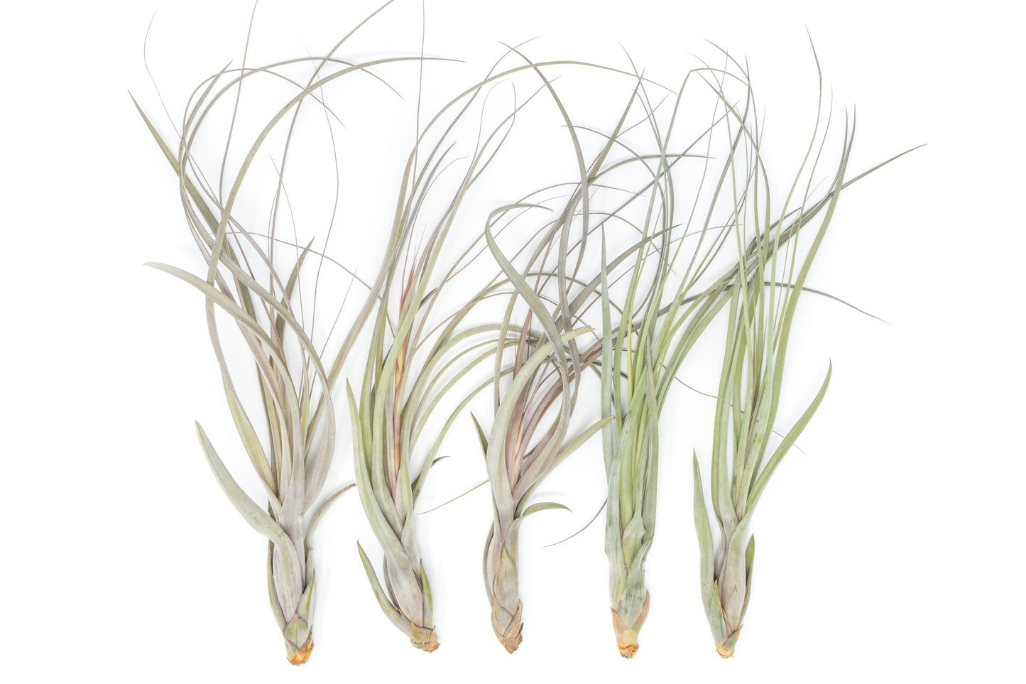 Large Tillandsia Balbisiana Air Plants  / 9-12 Inch Plants