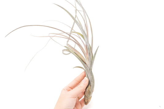 Large Tillandsia Balbisiana Air Plants  / 9-12 Inch Plants