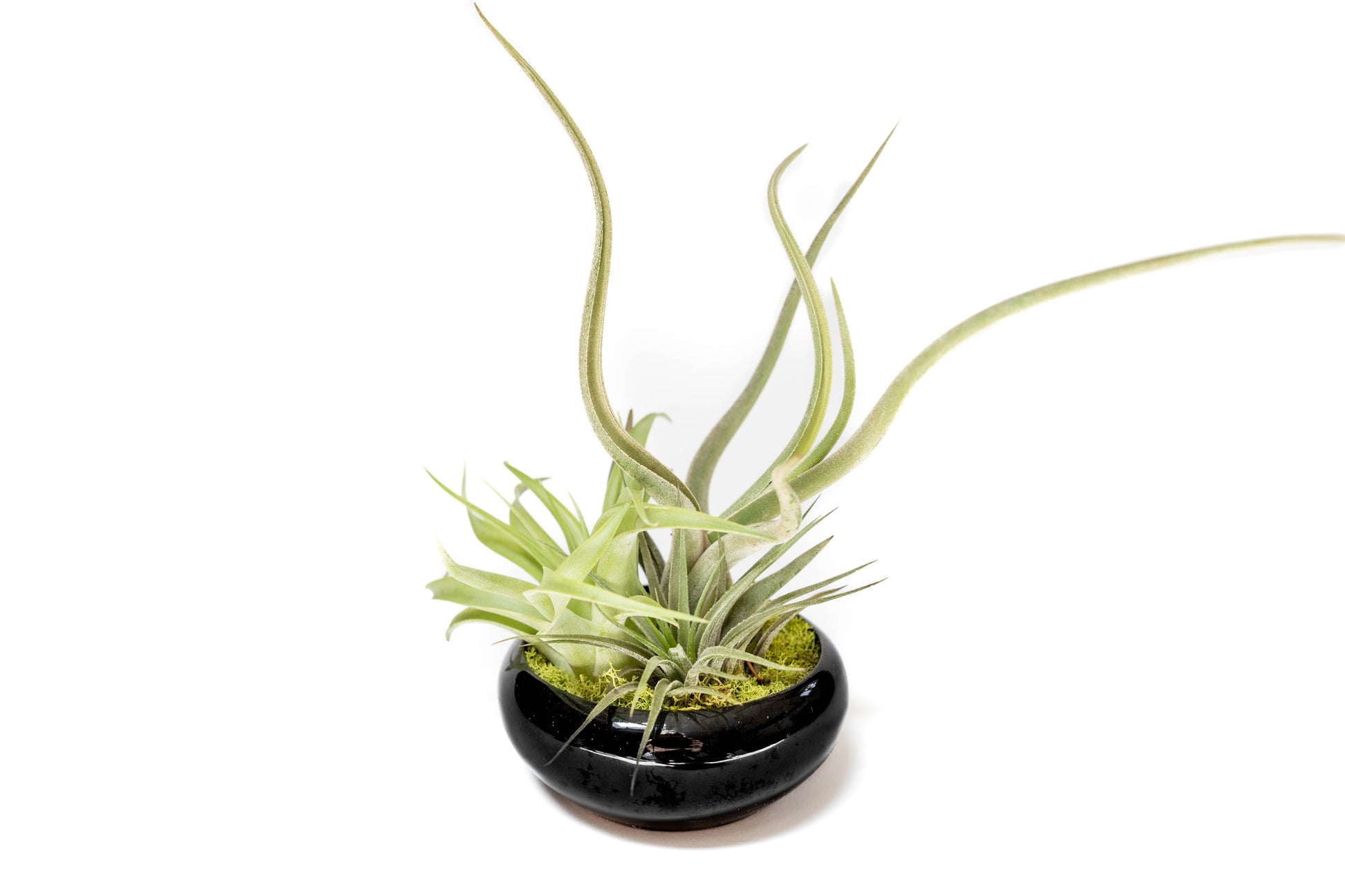 air plant dish Fully Assembled Tillandsia Air Plant Dish Garden in Black Glazed Container