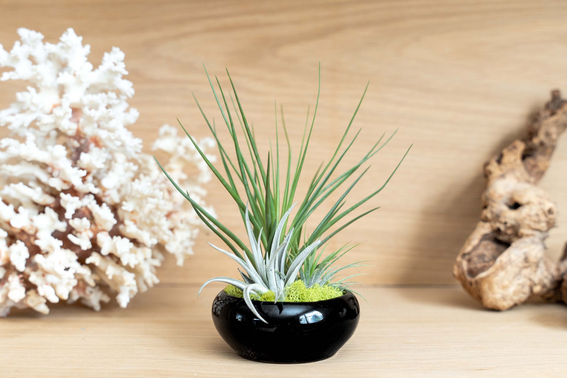air plant dish Fully Assembled Tillandsia Air Plant Dish Garden in Black Glazed Container
