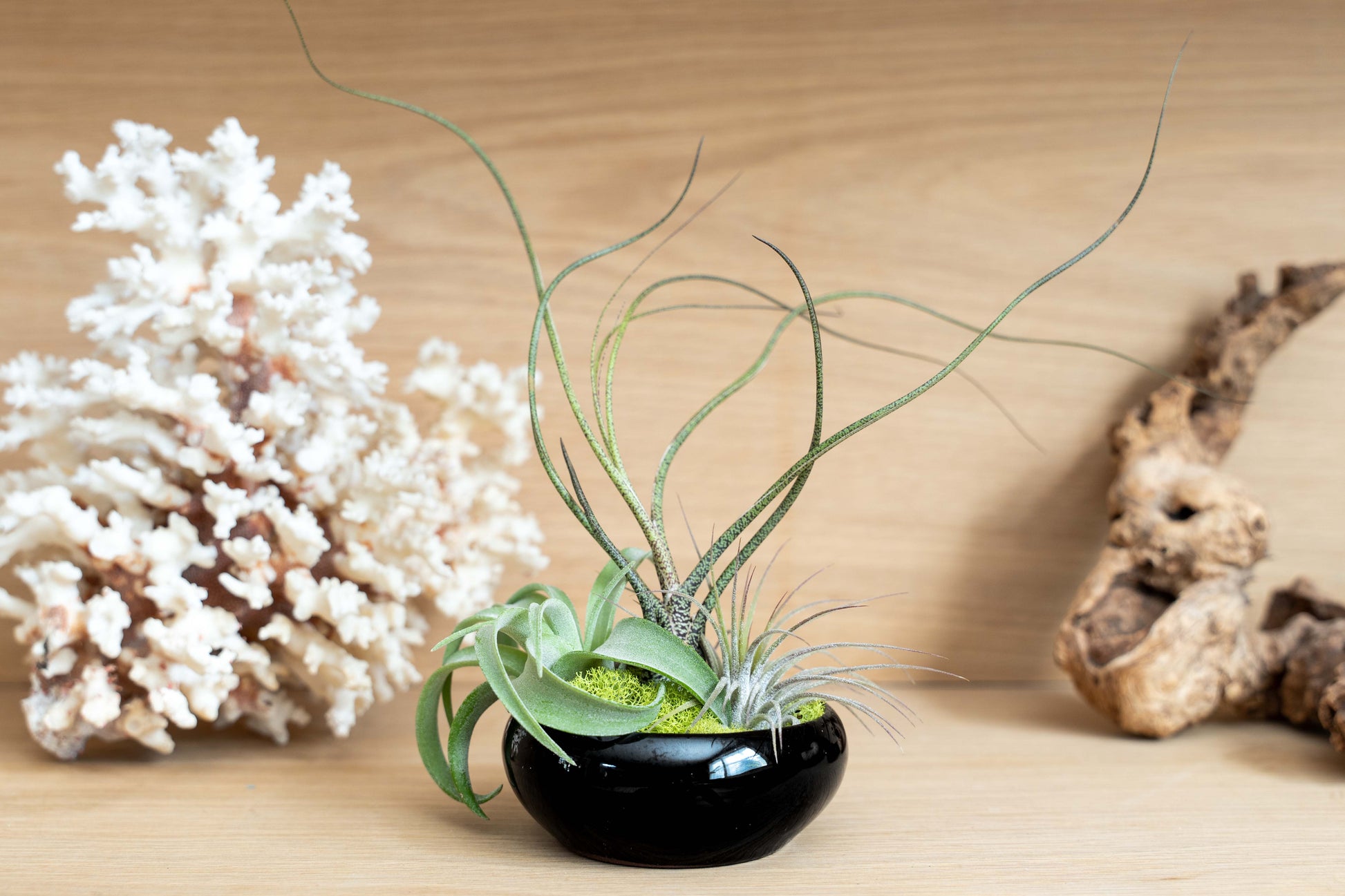 plant pot dish Fully Assembled Tillandsia Air Plant Dish Garden in Black Glazed Conta – Seedville USA