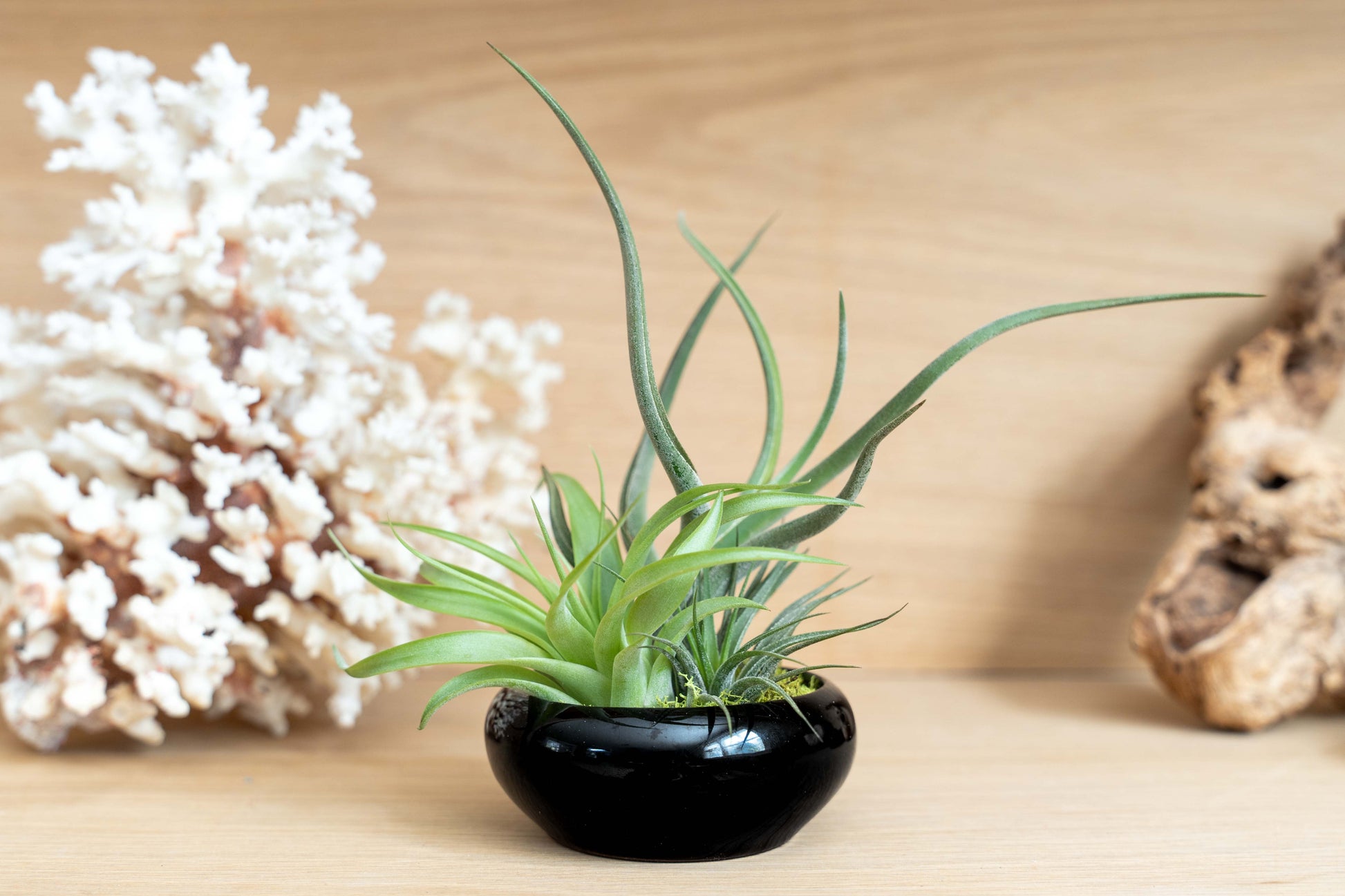 air plant in vase Fully Assembled Tillandsia Air Plant Dish Garden in Black Glazed Conta – Seedville USA