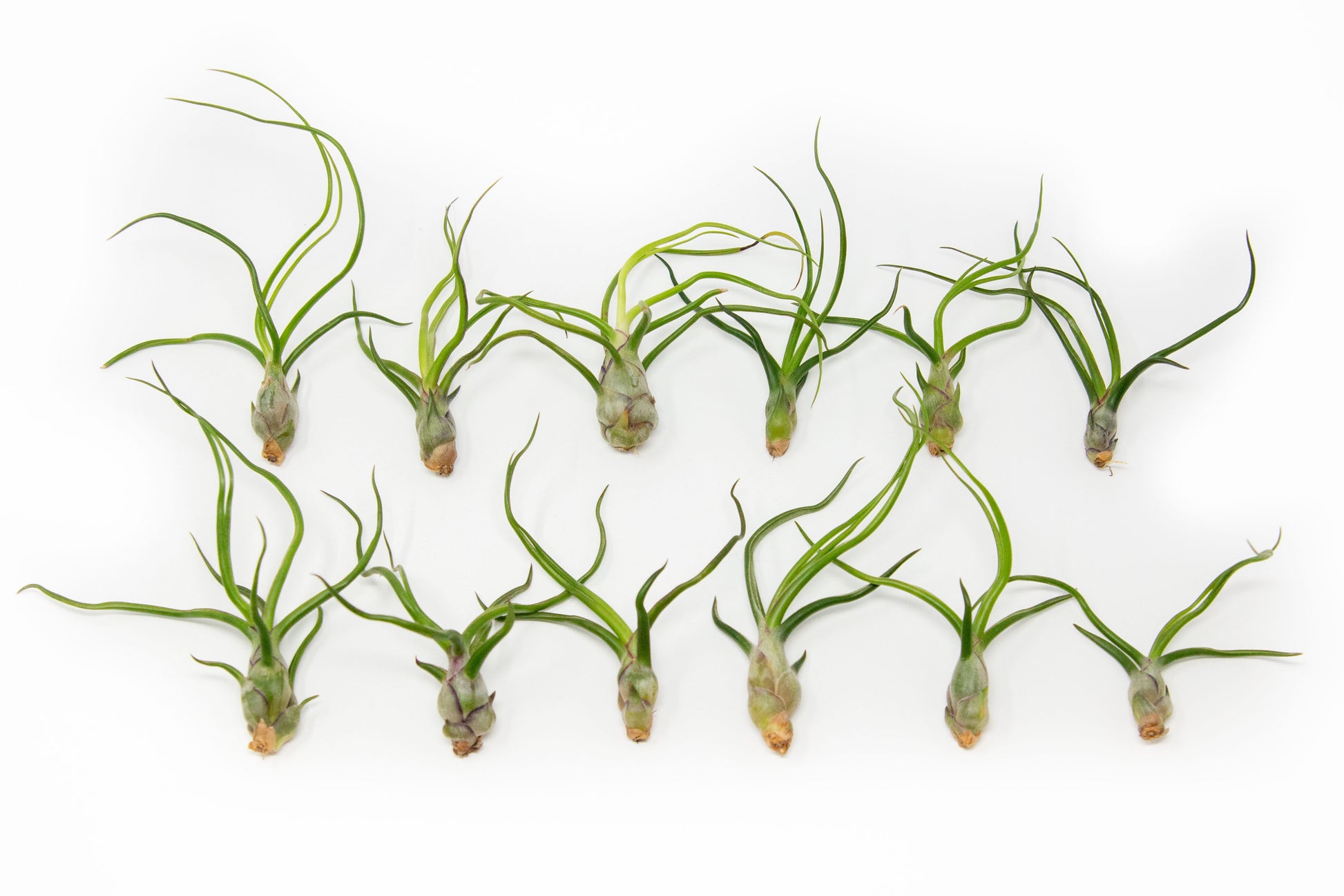 guatemala air plant SALE - Tillandsia Bulbosa Guatemala Air Plants