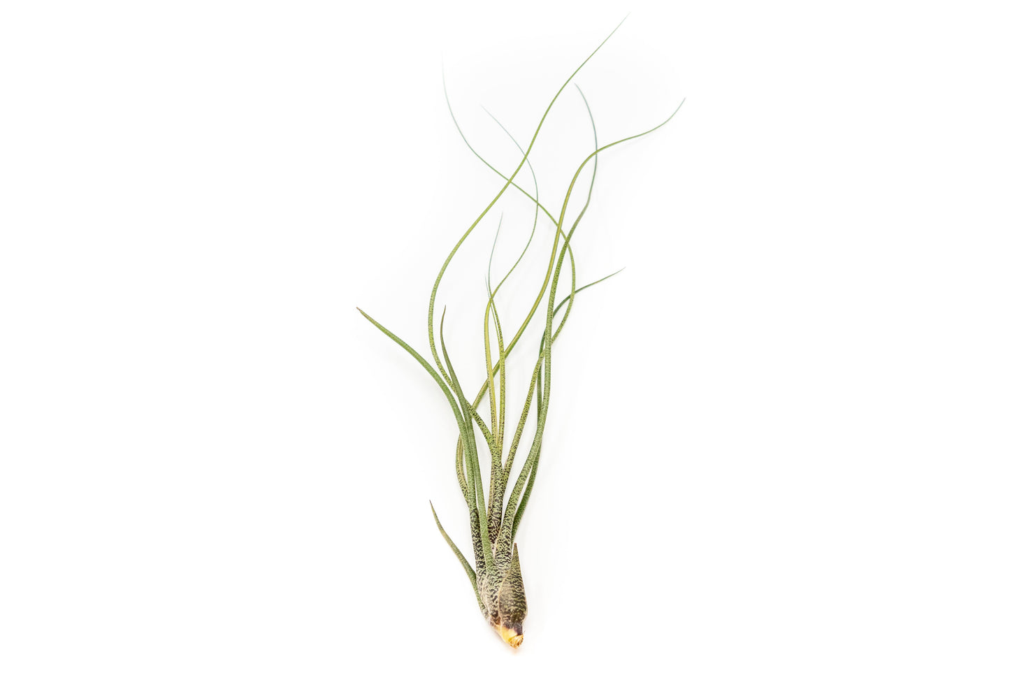 Large Tillandsia Butzii Air Plants / 6-9 Inch Plants [In Bloom Now]