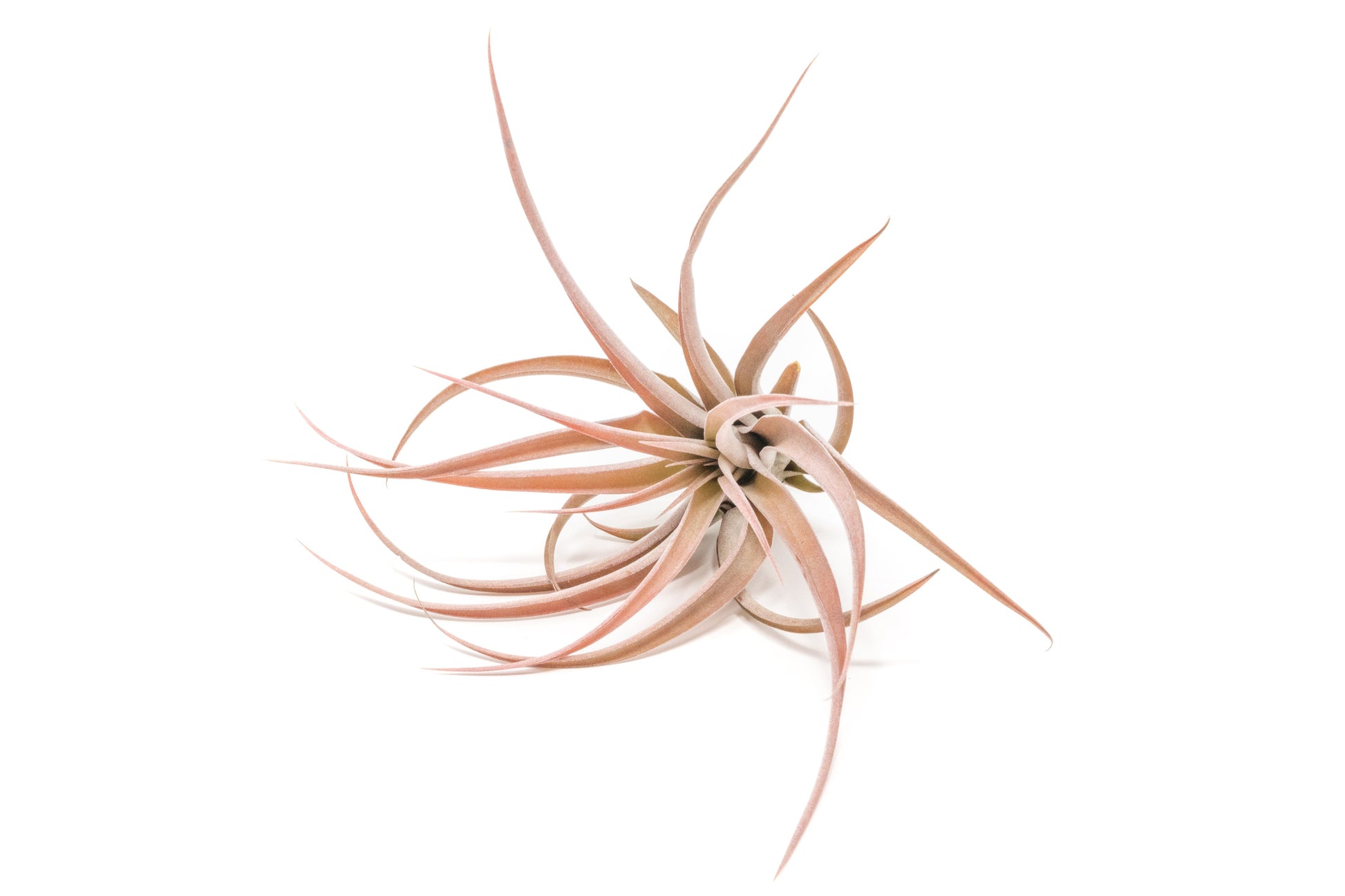 capitata air plant Large Tillandsia Capitata Peach Air Plants / 4-6 Inch Plants – Seedville USA