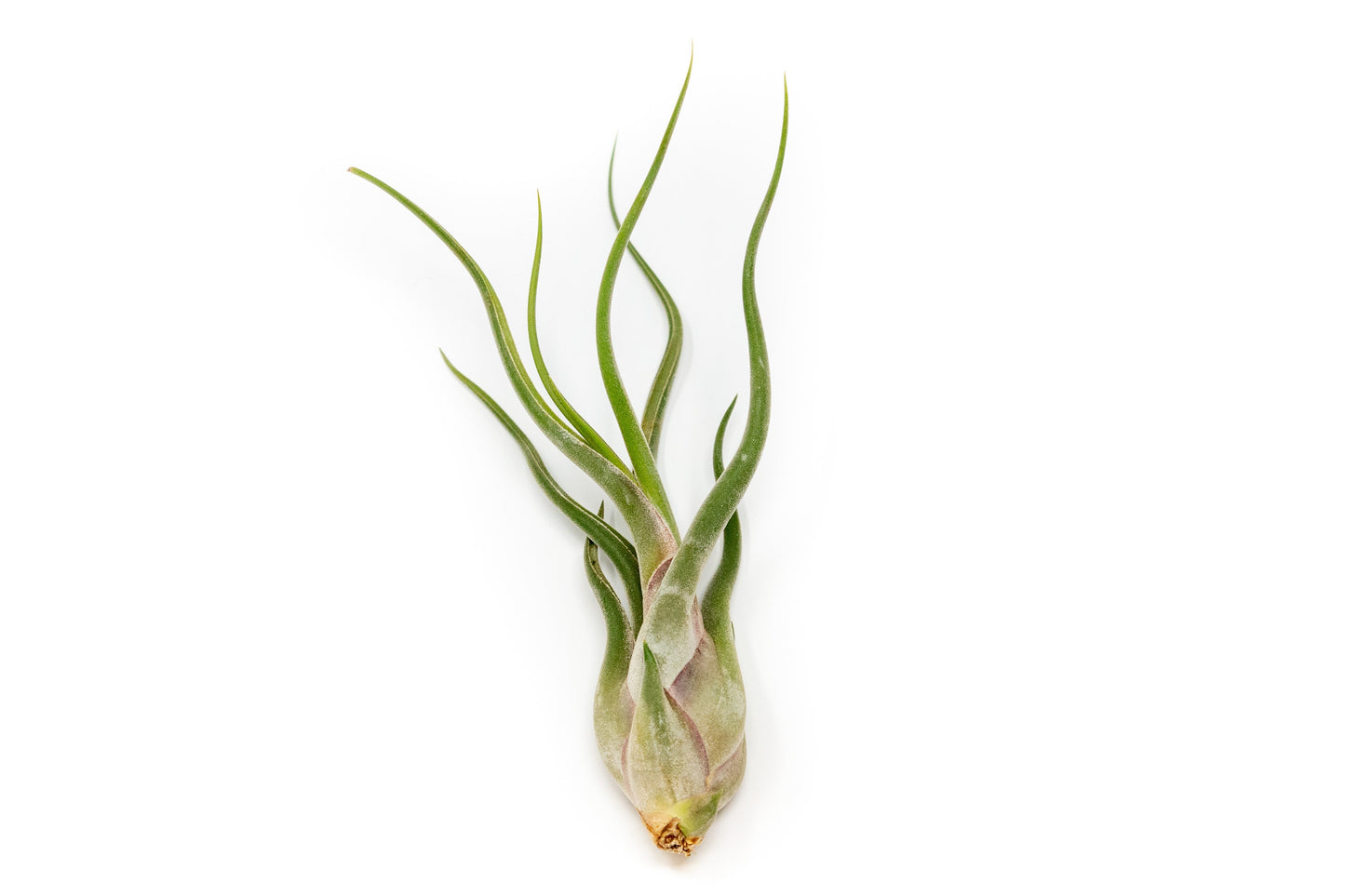 Large Tillandsia Caput Medusae Air Plants / 5-8 Inch Plants