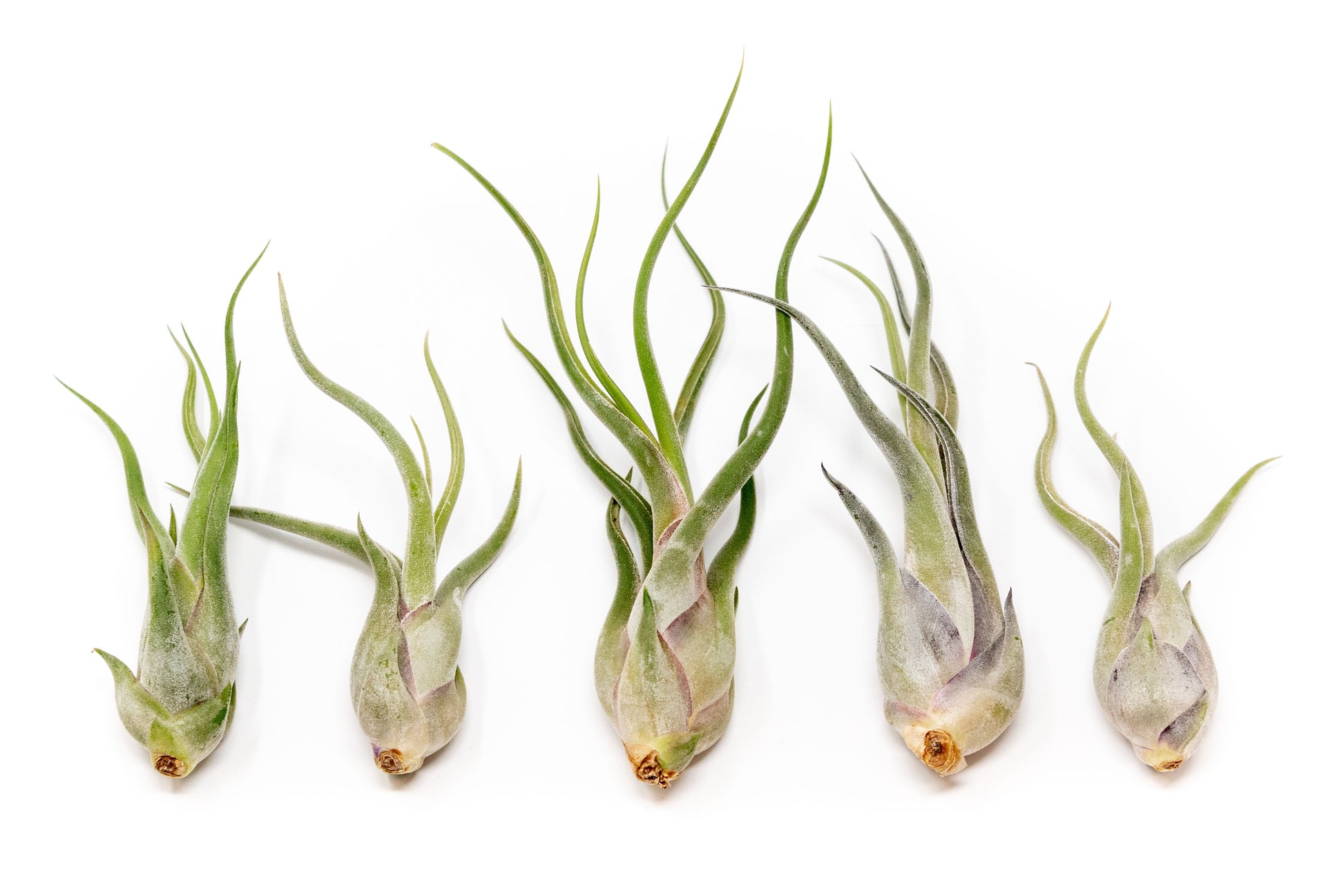 medusa air plant bloom BLOOM SALE - Tillandsia Caput Medusae Air Plants - Set of 10 or 20