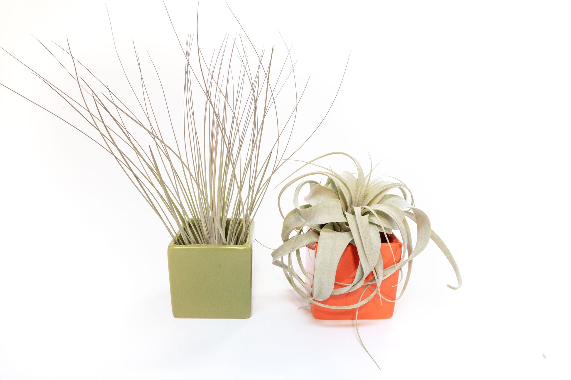 air plant gift set Air Plant Supply Co. Brand Colors Set