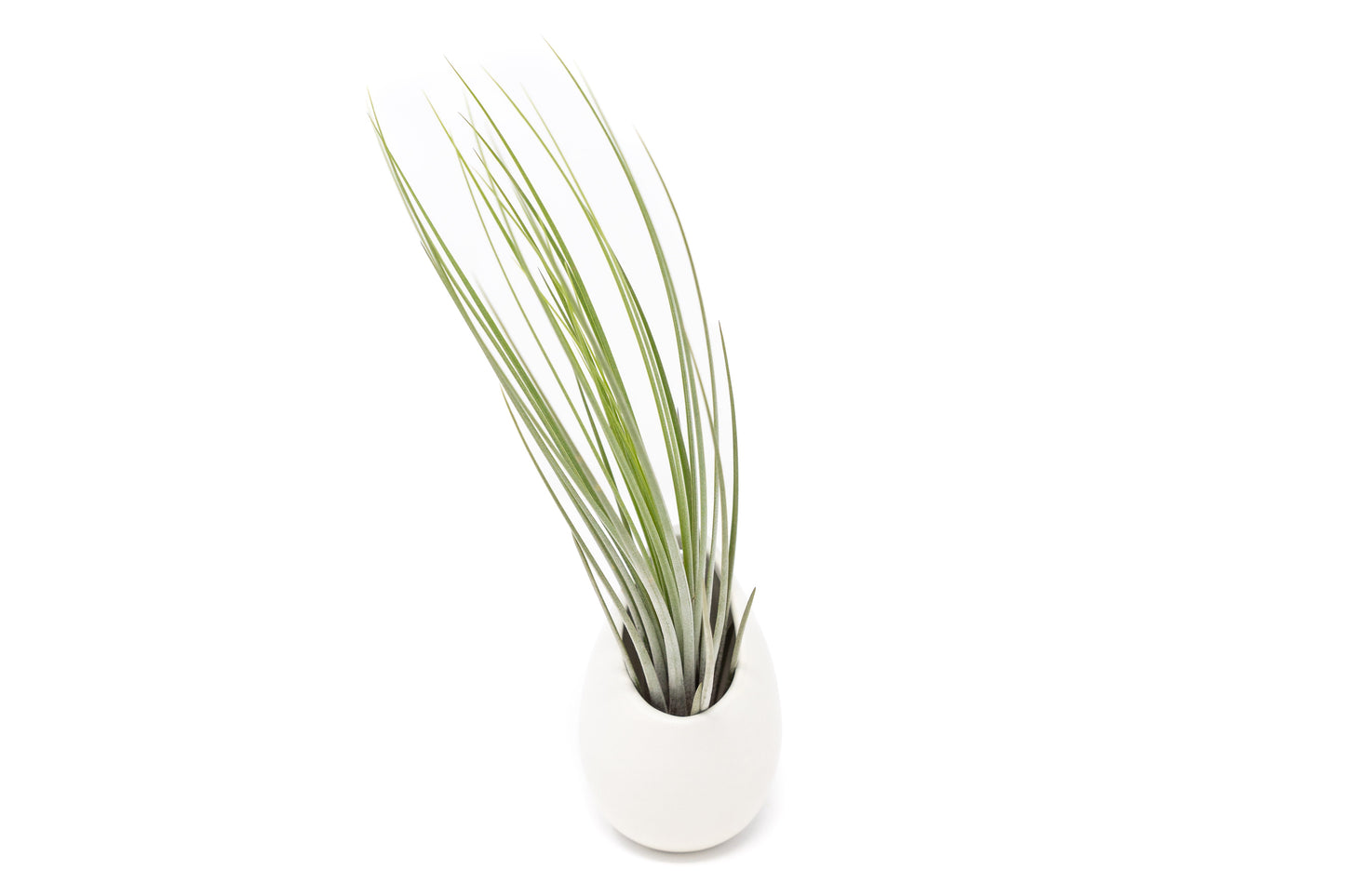 Gift Wrapped Large Ivory Ceramic Vase With Assorted Tillandsia Air Plant