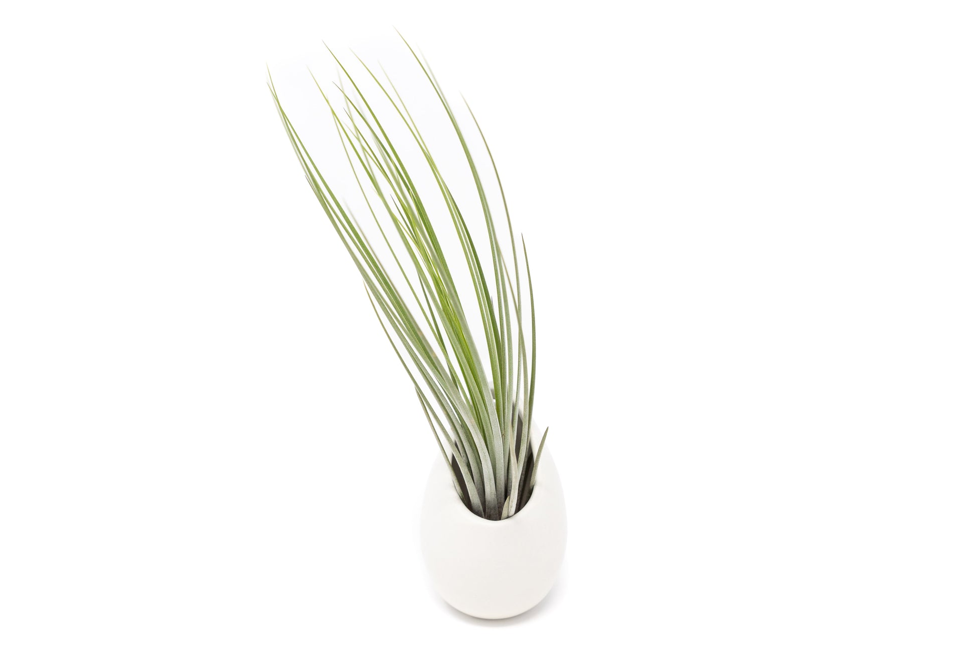 large ceramic hanging planter Large Ivory Ceramic Hanging Planter With Flat Bottom – Seedville USA