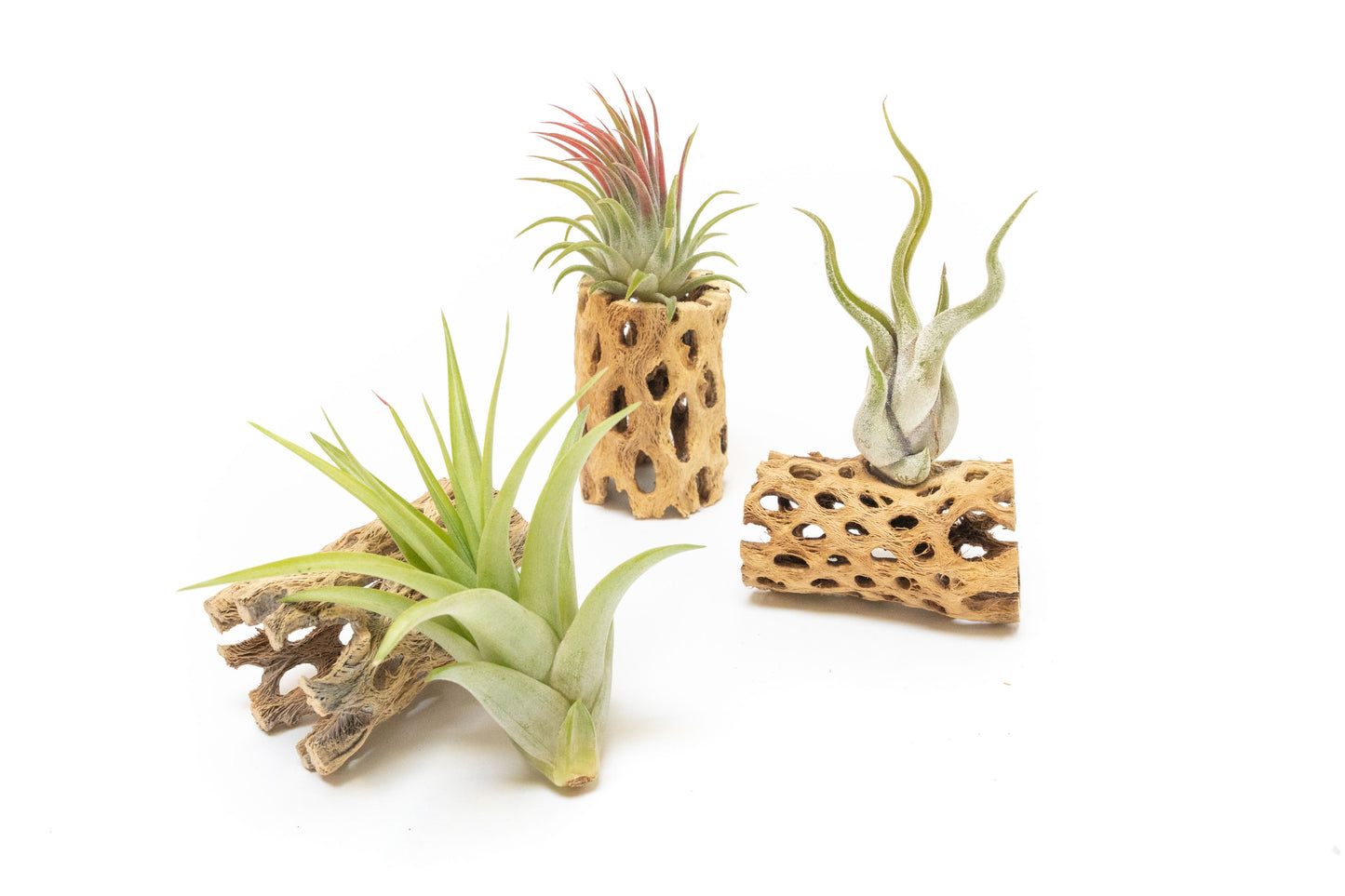 Natural Cholla Wood Container - 3 Inches Tall with Assorted Tillandsia Air Plants