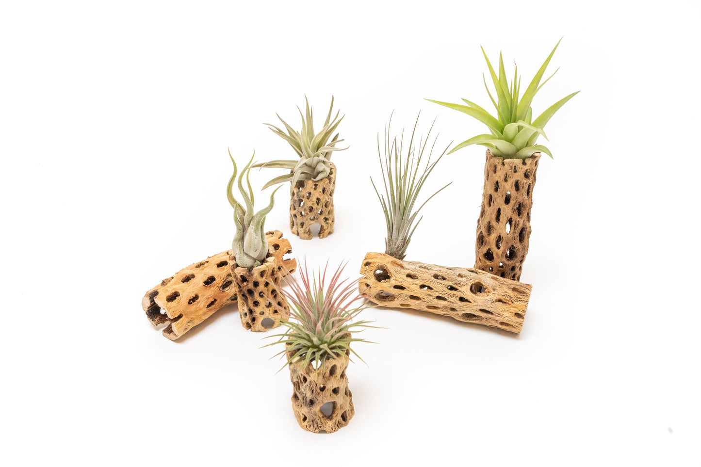 Natural Cholla Wood Container - 6 Inches Tall with Tillandsia Assorted Air Plants