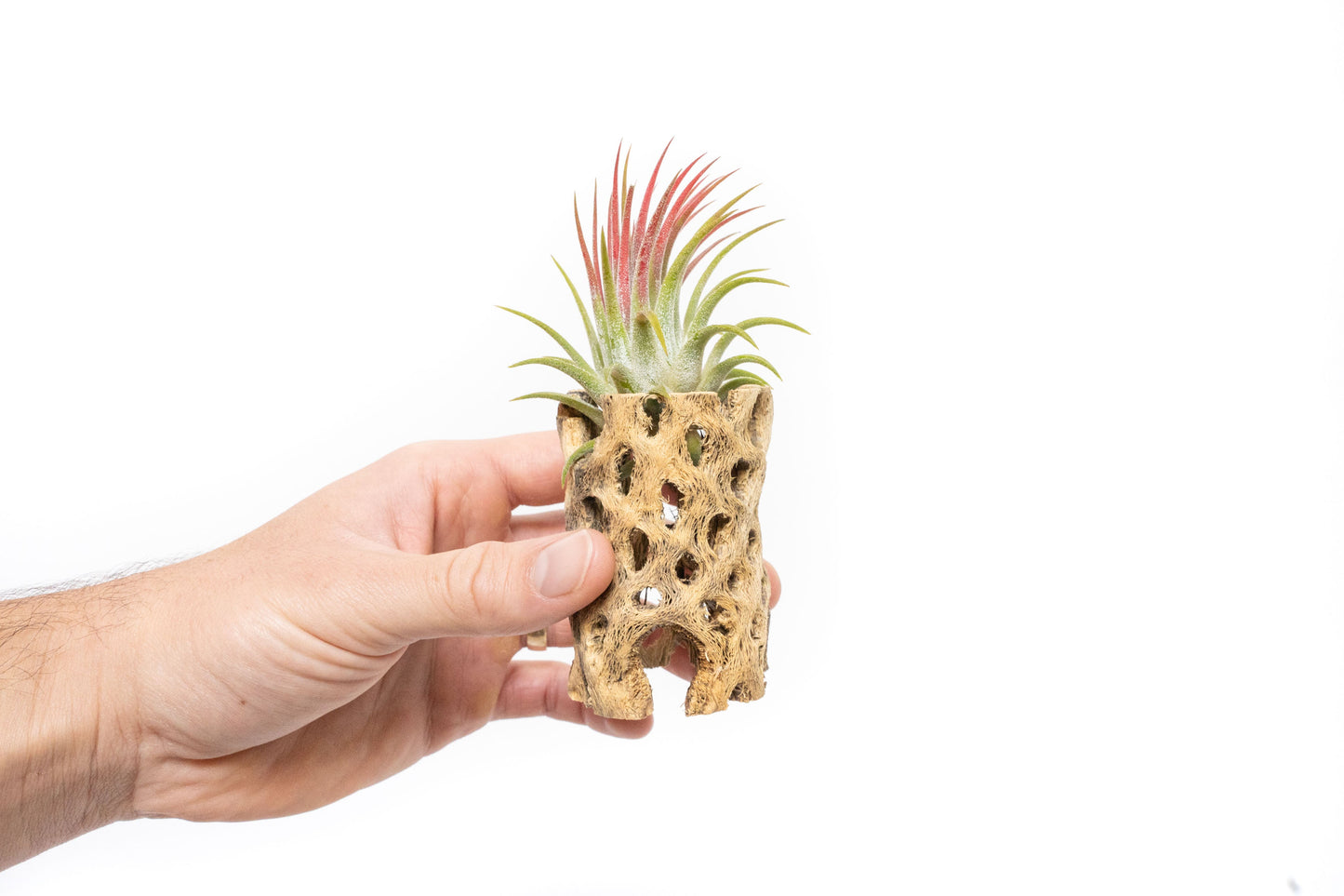 Natural Cholla Wood Container - 3 Inches Tall with Assorted Tillandsia Air Plants