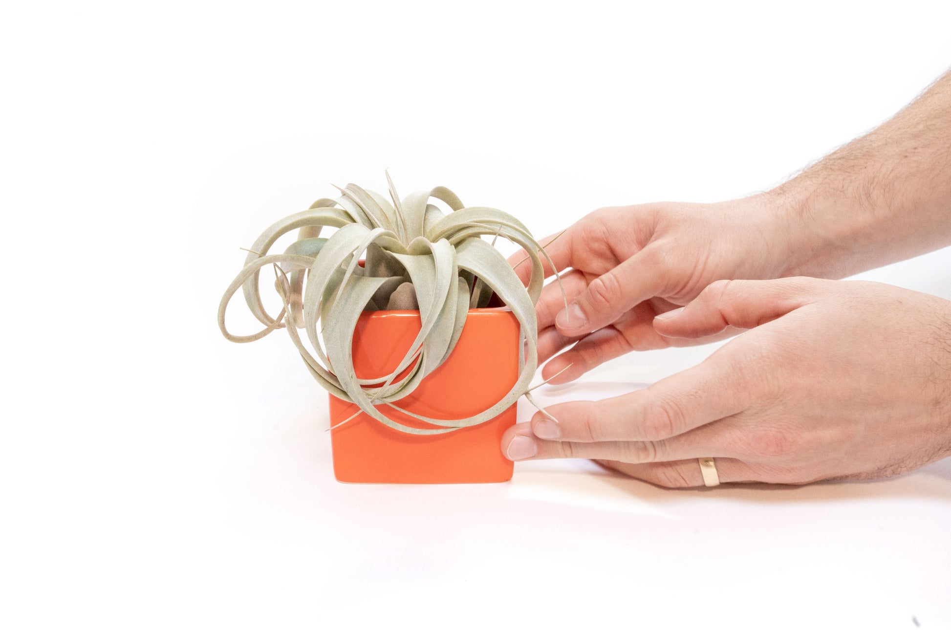 air plant supply co Air Plant Supply Co. Brand Colors Set