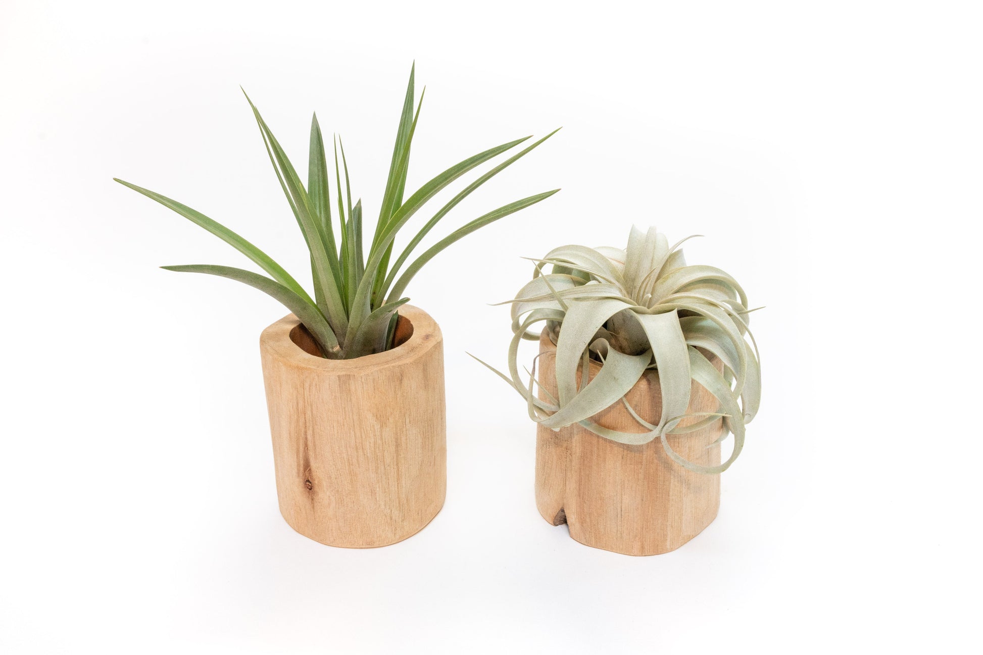 air plant container Set of 2 Large Driftwood Containers with Custom Tillandsia Air Plants – Seedville USA