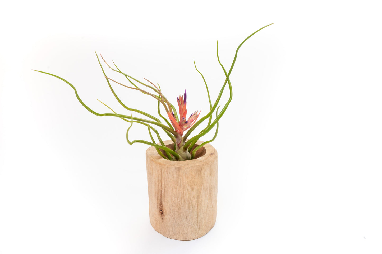 Large Driftwood Container - Choose Your Custom Tillandsia Air Plant
