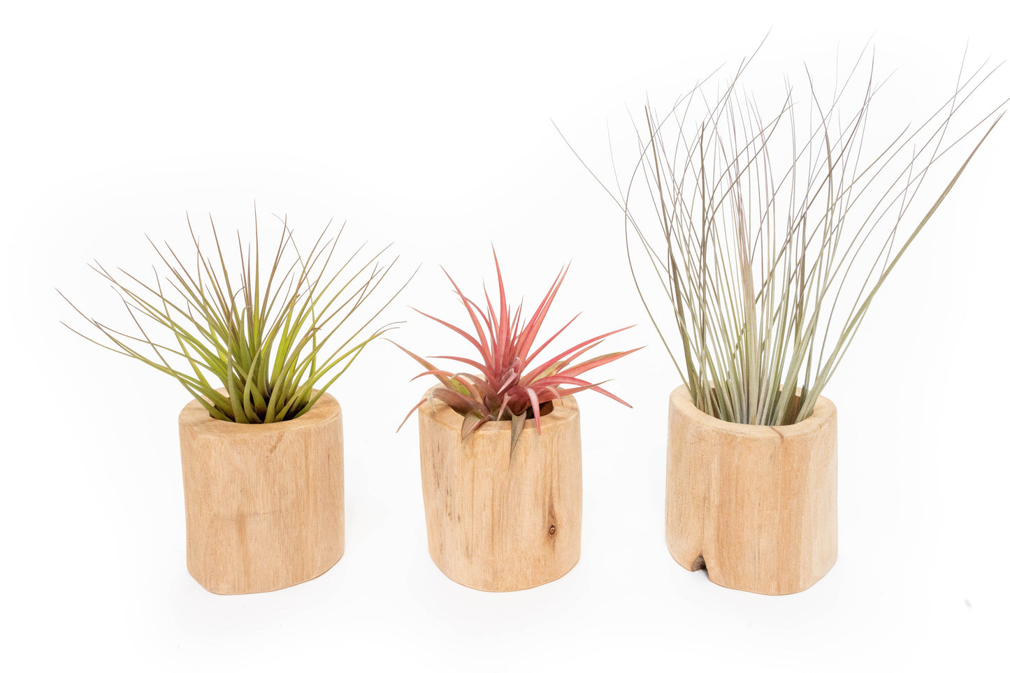 Set of 3 Large Driftwood Containers with Custom Tillandsia Air Plants