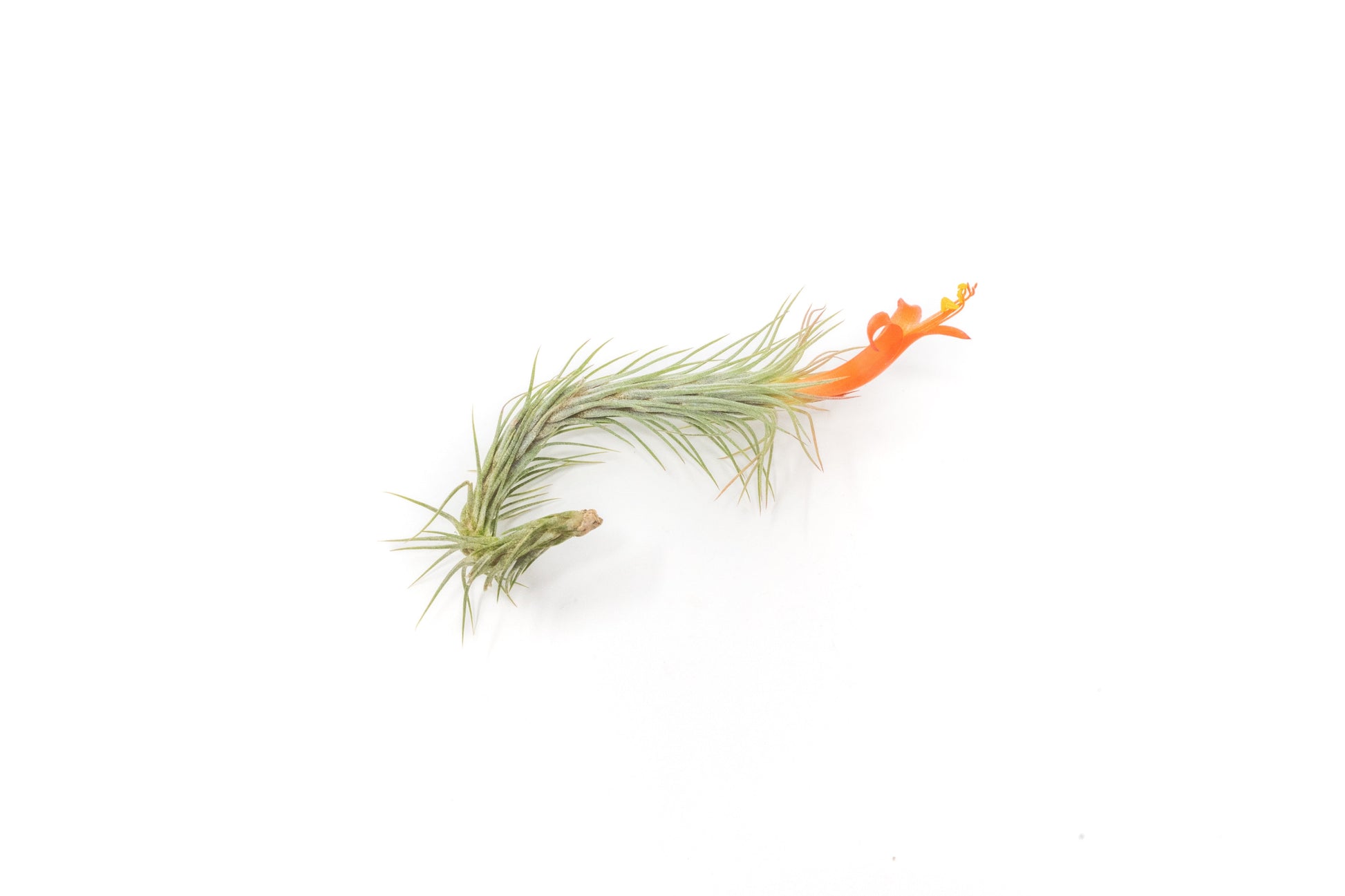 funkiana air plant Tillandsia Funckiana Air Plants – Seedville USA