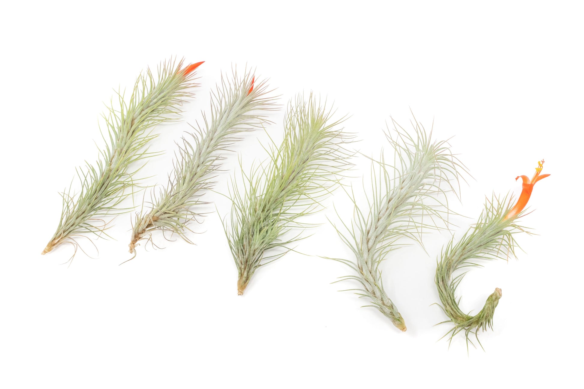 funckiana air plants Tillandsia Funckiana Air Plants – Seedville USA