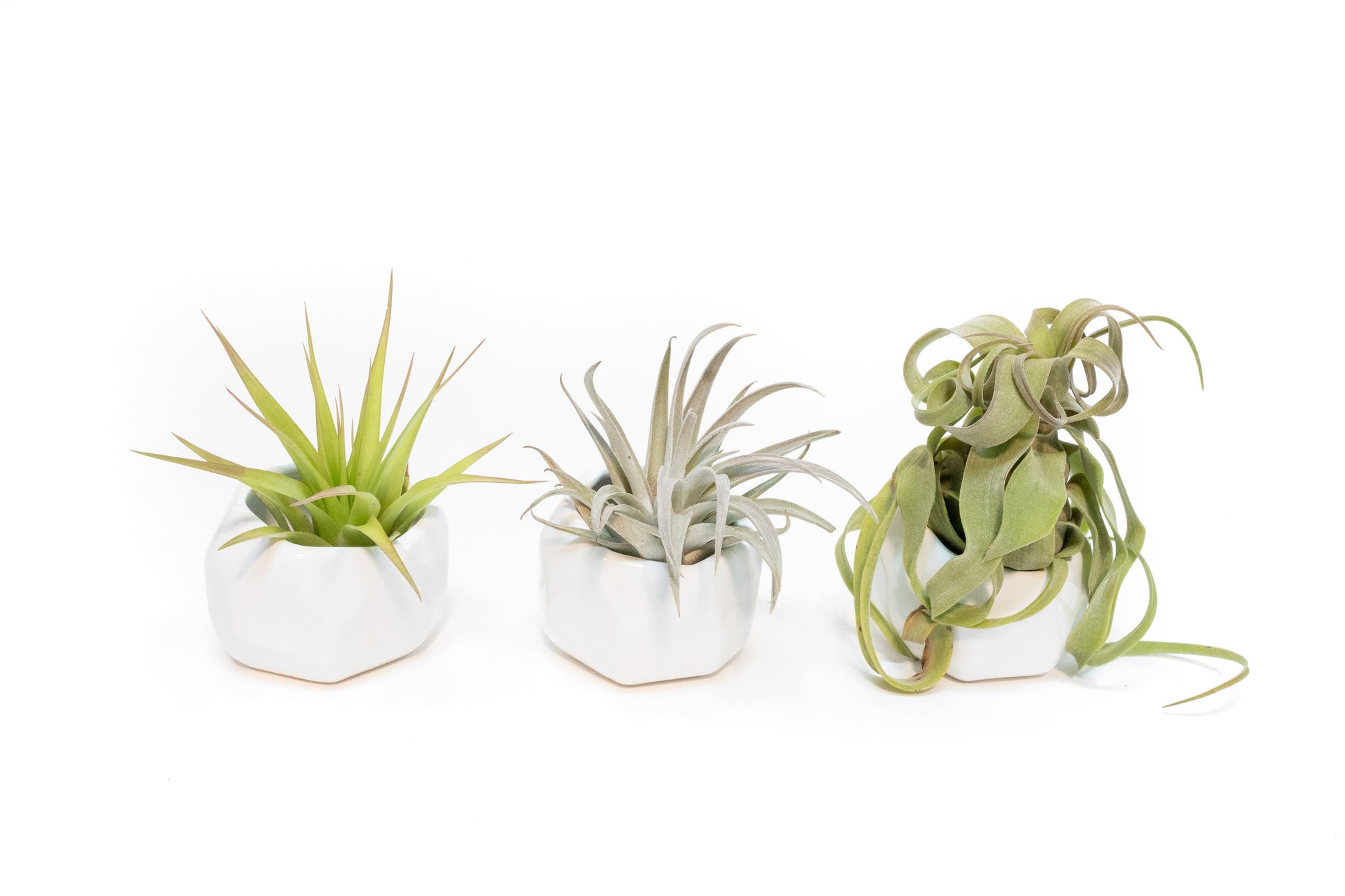 air plant container Trio of White Geometric Ceramic Containers with Assorted Tillandsia Ai – Seedville USA