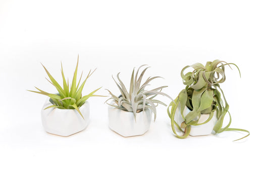 Trio of White Geometric Ceramic Containers with Custom Tillandsia Air Plants