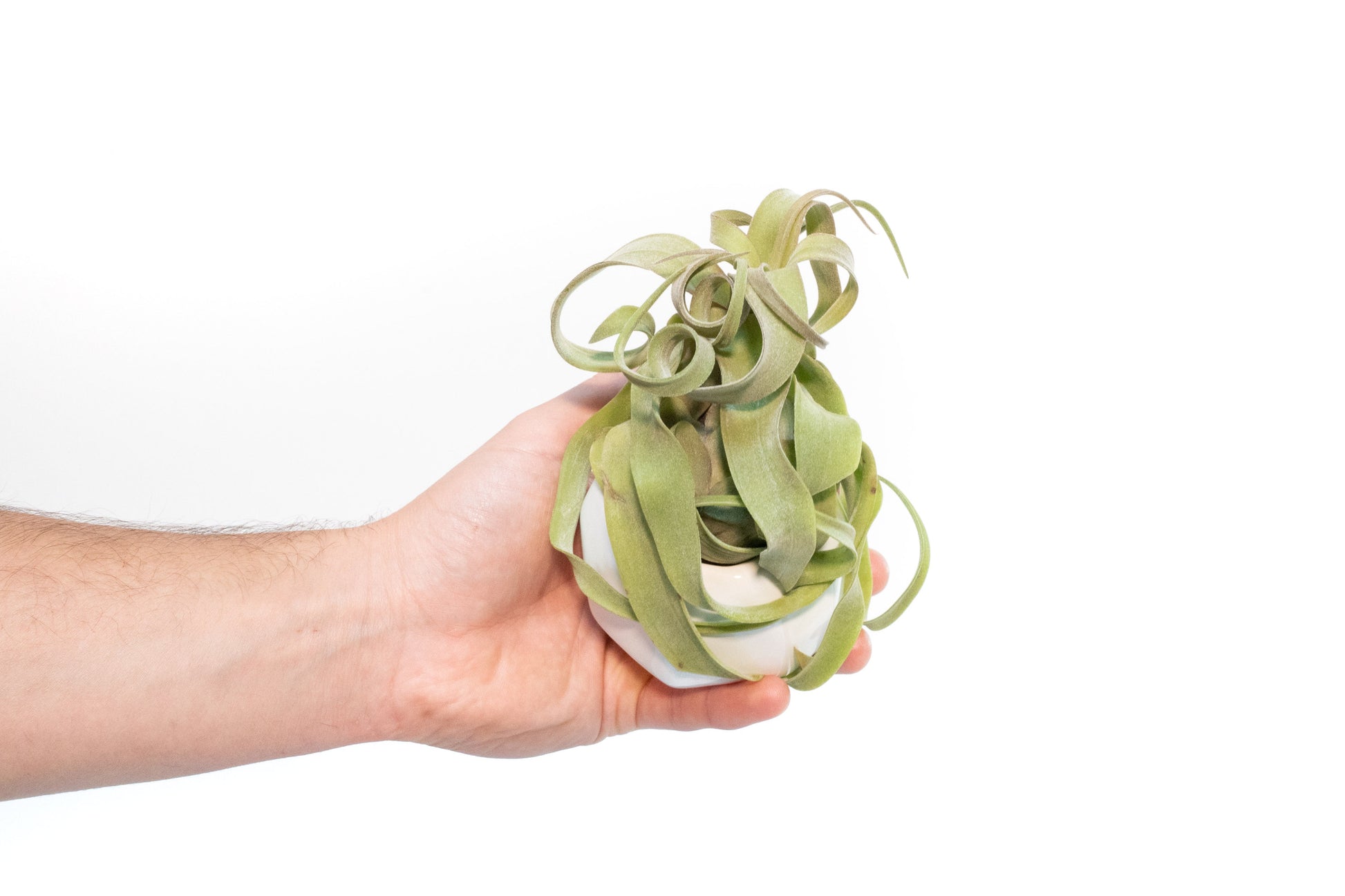 geometric air plant White Geometric Ceramic Container with Custom Premium Tillandsia Air P – Seedville USA