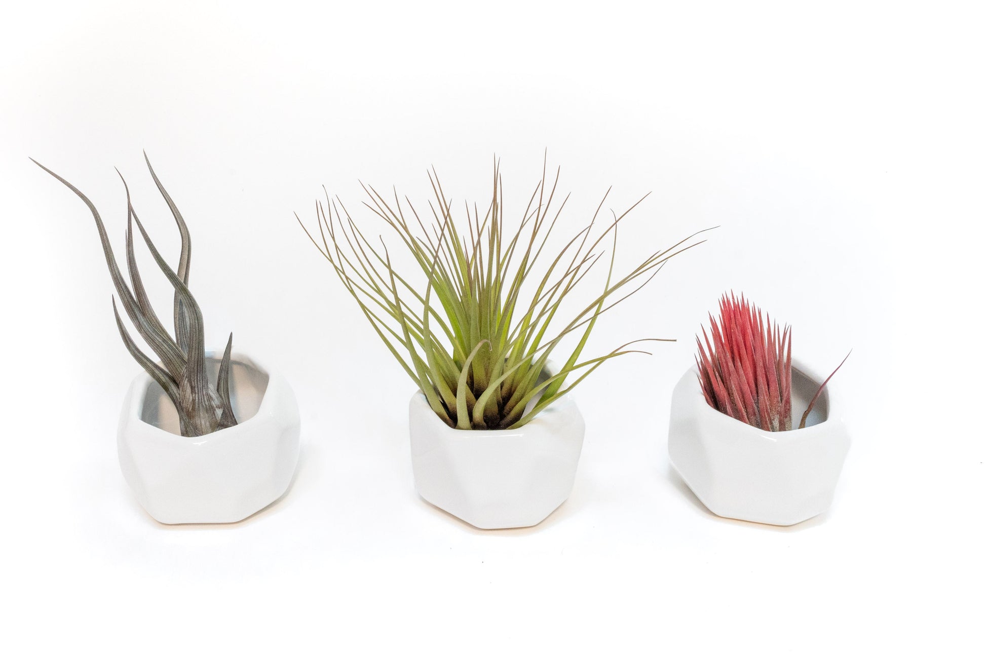 pots for air plants Trio of White Geometric Ceramic Containers with Assorted Tillandsia Ai – Seedville USA