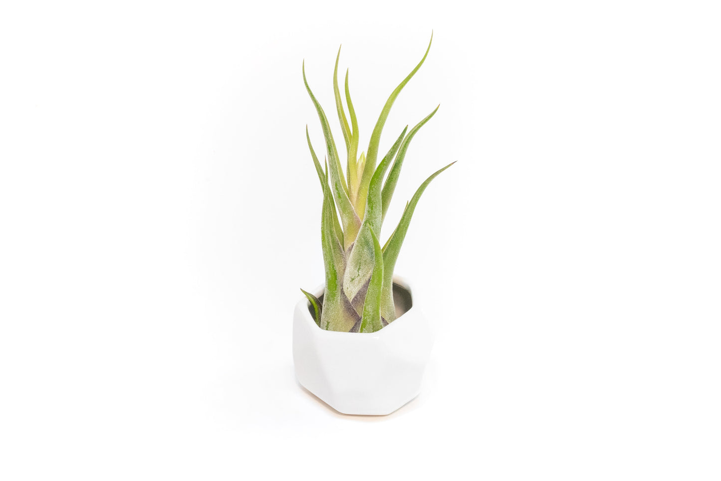 White Geometric Ceramic Container with Custom Premium Tillandsia Air Plant