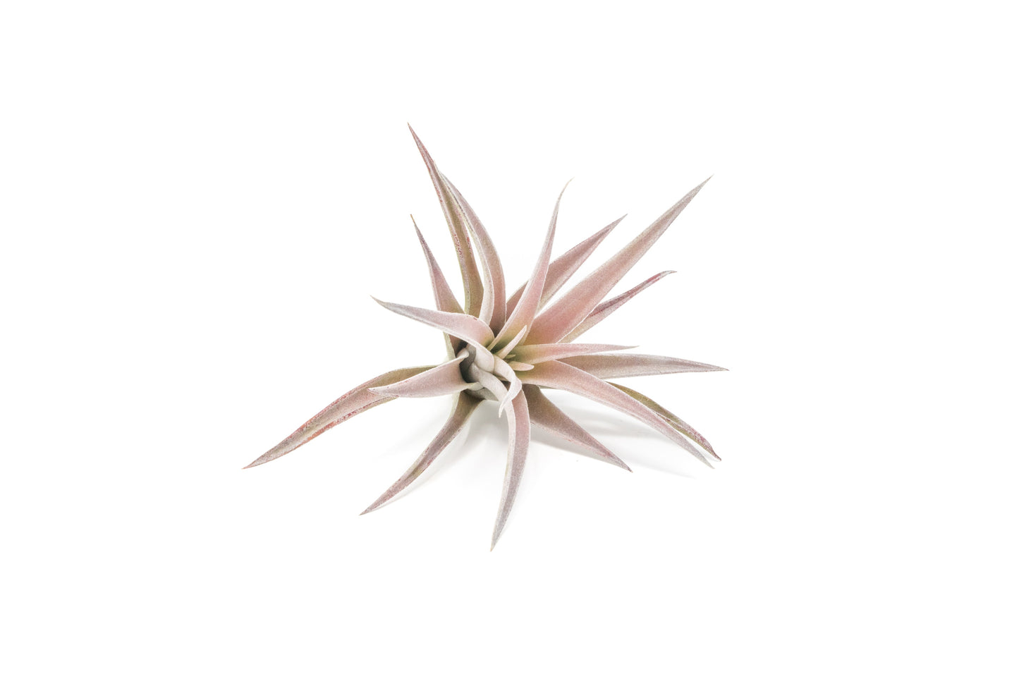 SALE - The Inca Collection of Tillandsia Air Plants - Sets of 9 or 18 - 30% Off