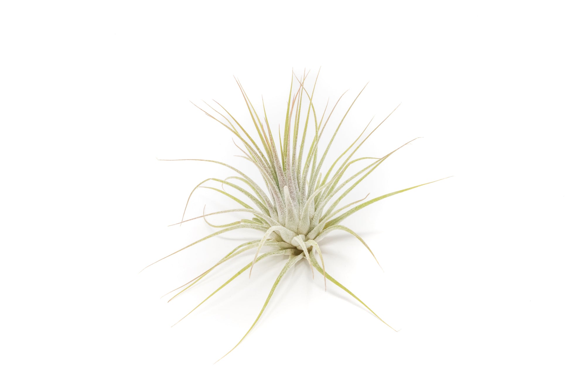 live air plants for sale SALE - The Yucatan Collection of Tillandsia Air Plants - Set of 10 or 20