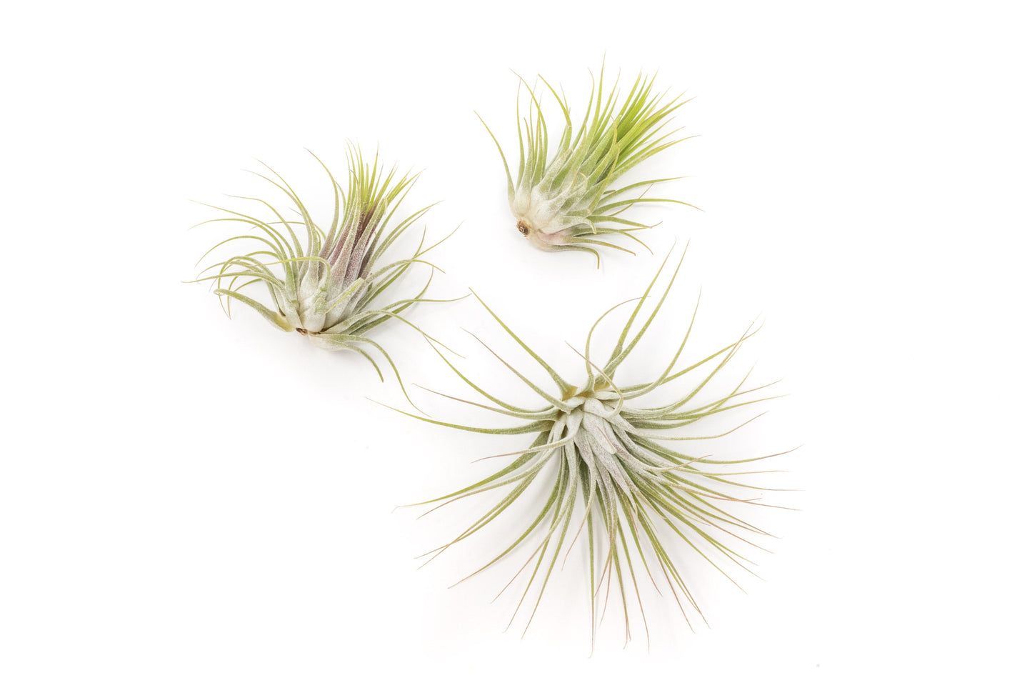 SALE - Tillandsia Ionantha Guatemala Air Plants - Set of 10, 20 or 50 Air Plants - 70% Off