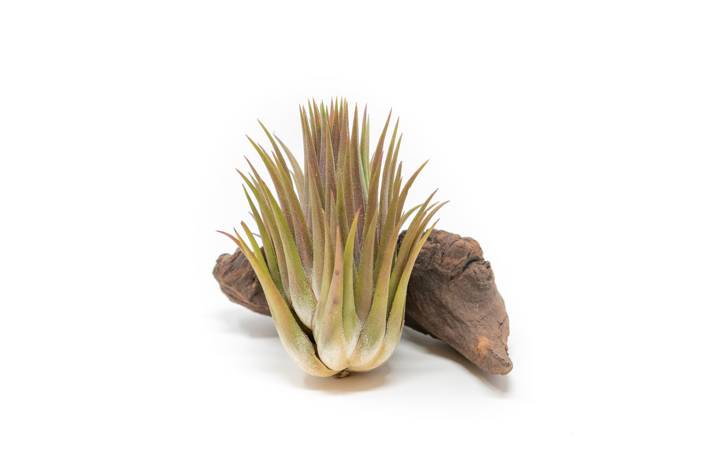 SALE - Tillandsia Ionantha Guatemala "Macho" Air Plants - Set of 5 or 10 - 30% Off