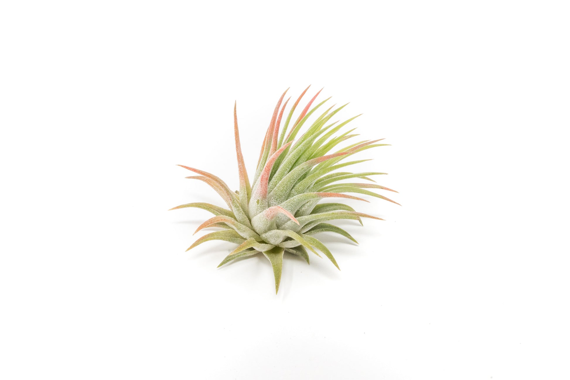 ionantha air plant SALE - Tillandsia Ionantha Rubra Air Plants - Set of 10 or 20