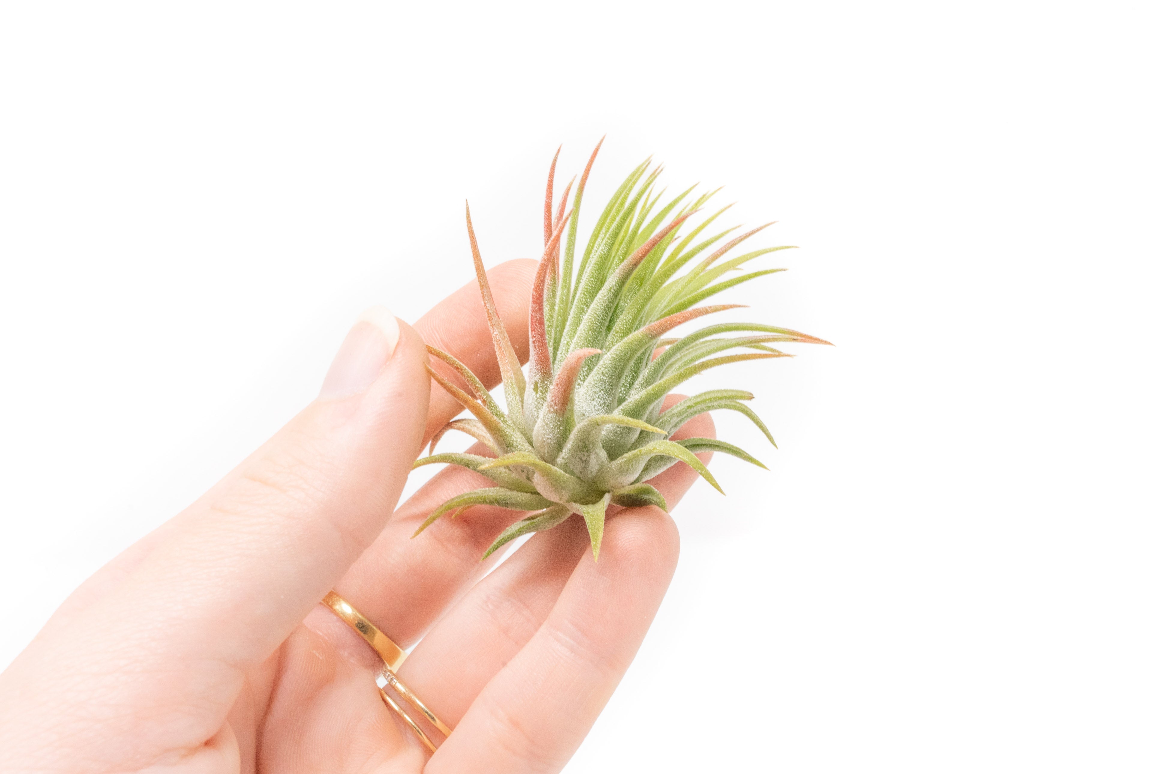 Tillandsia Ionantha Rubra Air Plants – Seedville USA