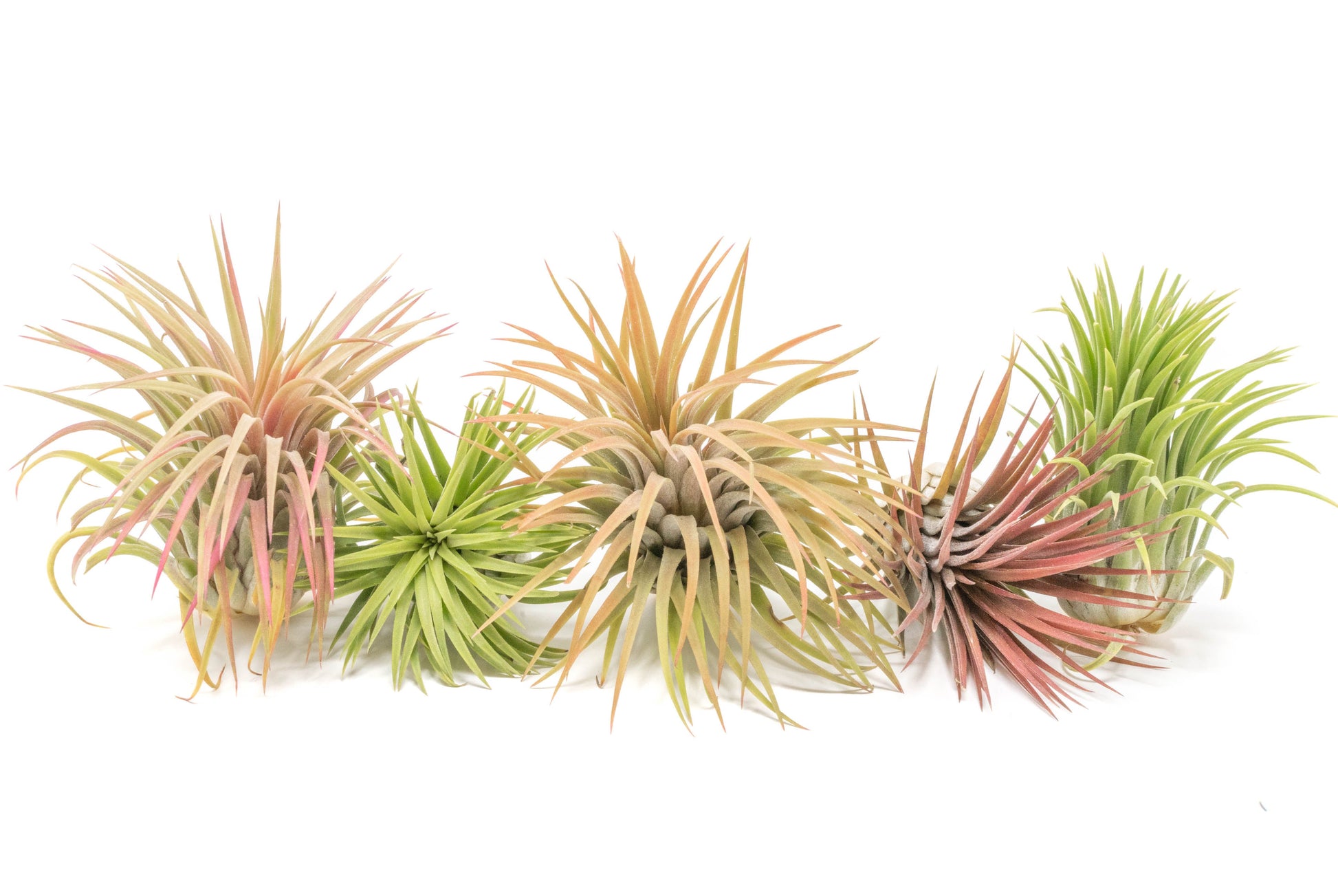 air plant sale SALE - XL Tillandsia Ionantha Rubra Air Plants - Set of 10 or 20