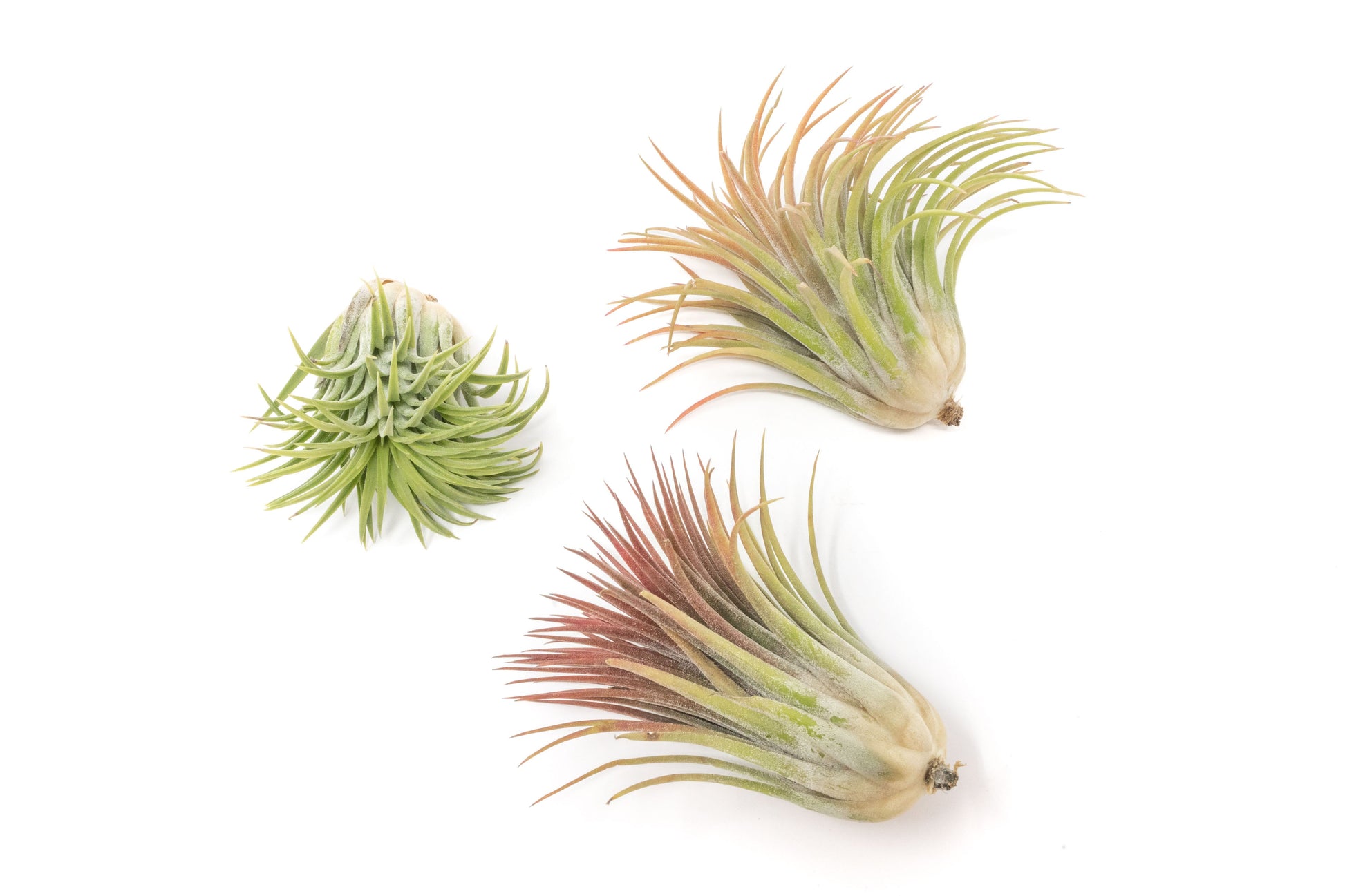 air plant sales near me SALE - Large Tillandsia Ionantha Rubra Air Plants - Set of 10 or 20