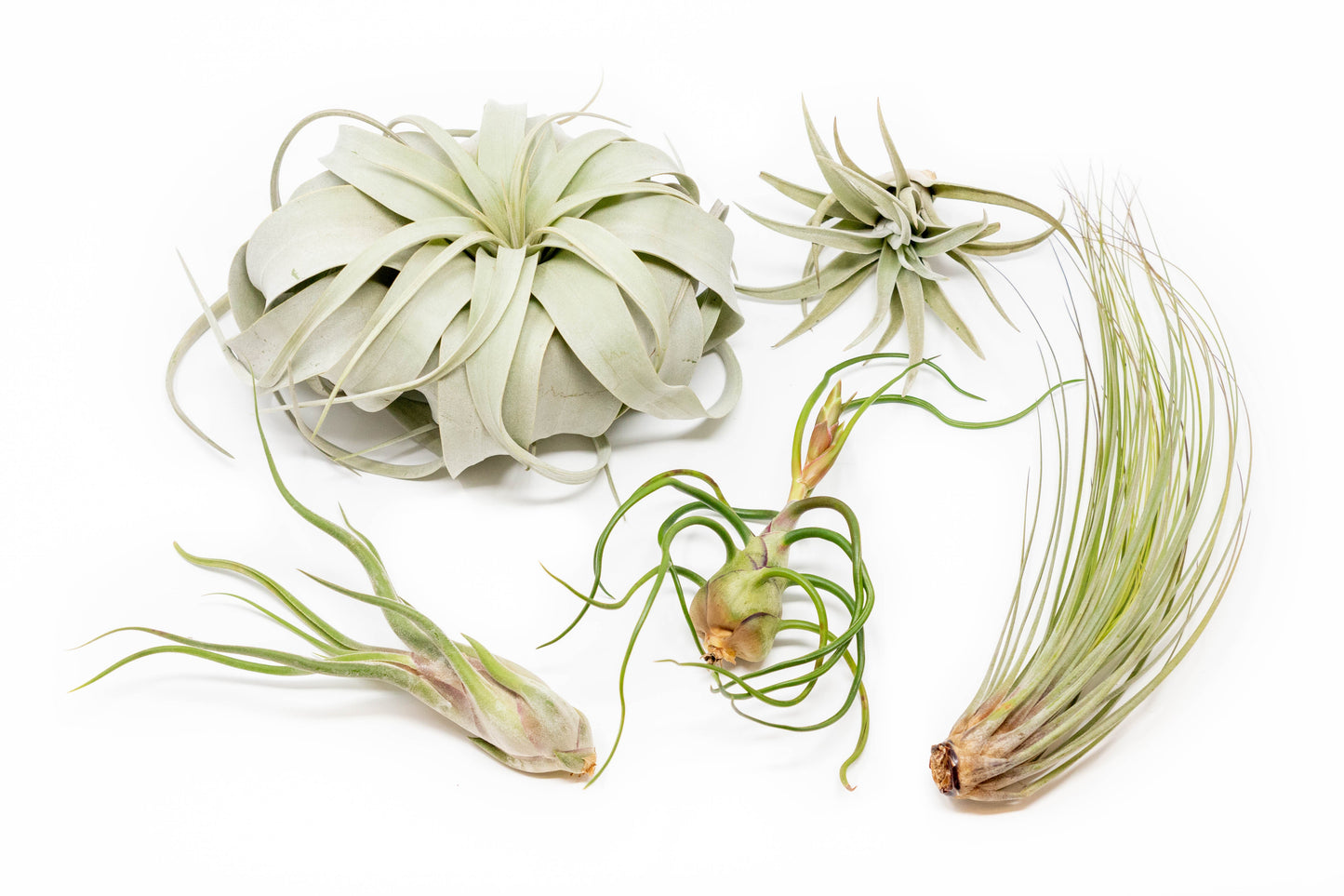 air plant big Large Tillandsia Air Plant Variety Pack