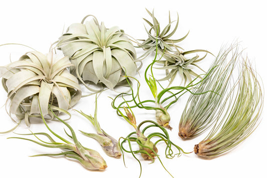 SALE - Large Tillandsia Air Plant Variety - Set of 10, 15, or 20 - 40% Off