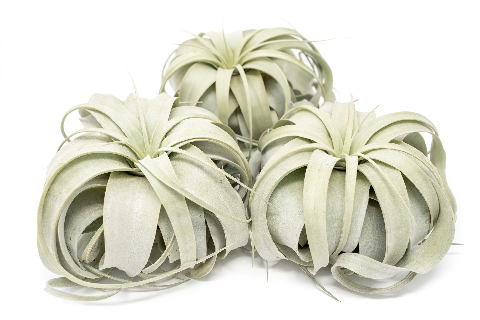 air plant xerographica Large Tillandsia Xerographica / 6-8 Inches Wide – Seedville USA