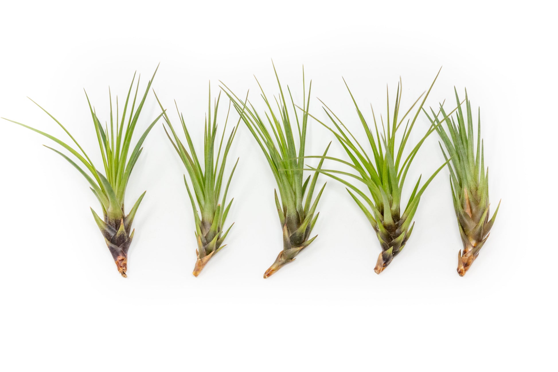 tricolor air plant SALE - Tillandsia Melanocrater Tricolor Air Plants
