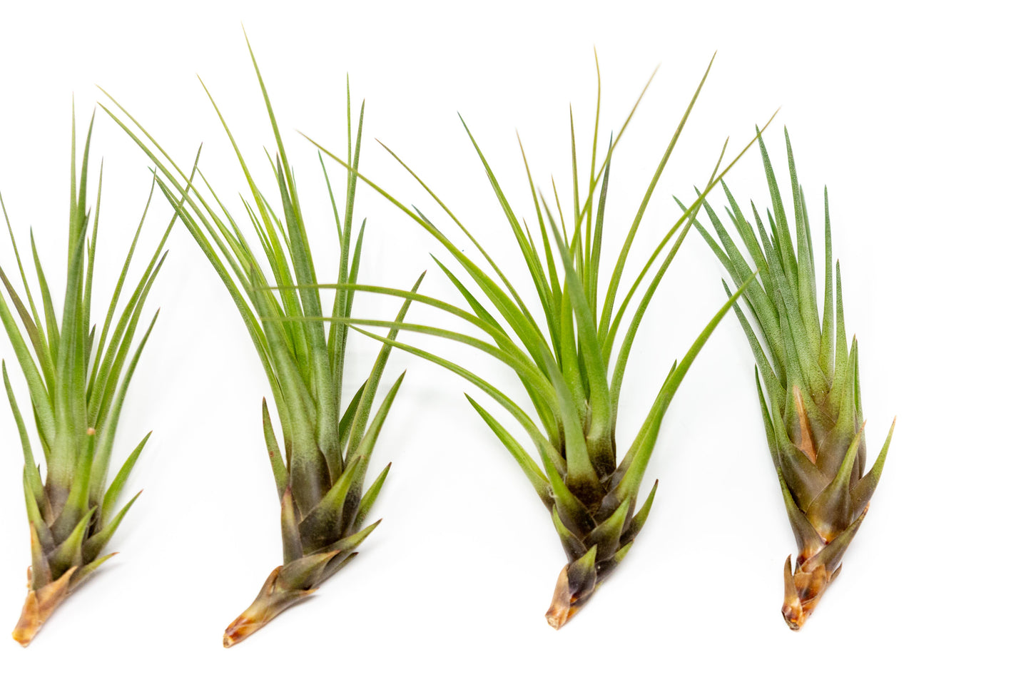 Tillandsia Melanocrater Tricolor Air Plants