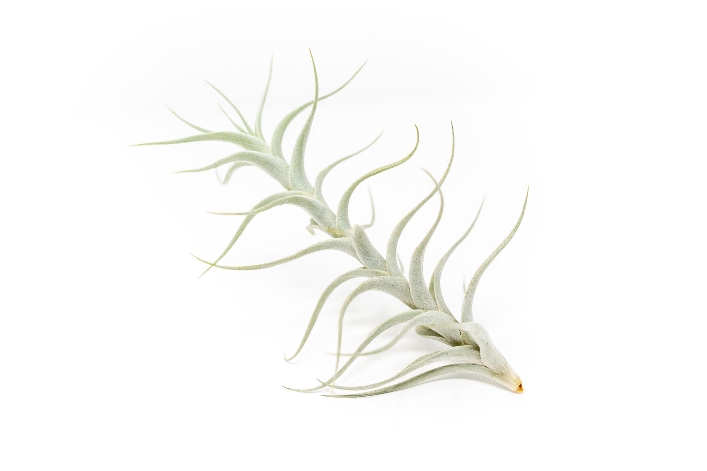 Tillandsia Albida 'Minor' Air Plant