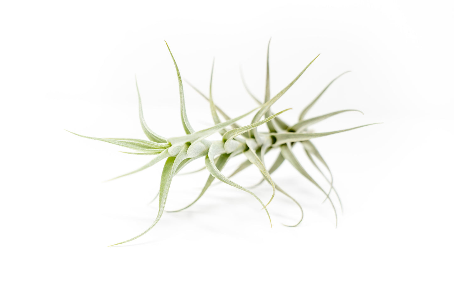 Tillandsia Albida 'Minor' Air Plant