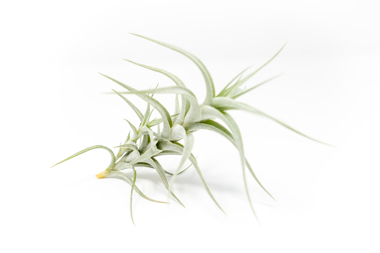 Tillandsia Albida 'Minor' Air Plant