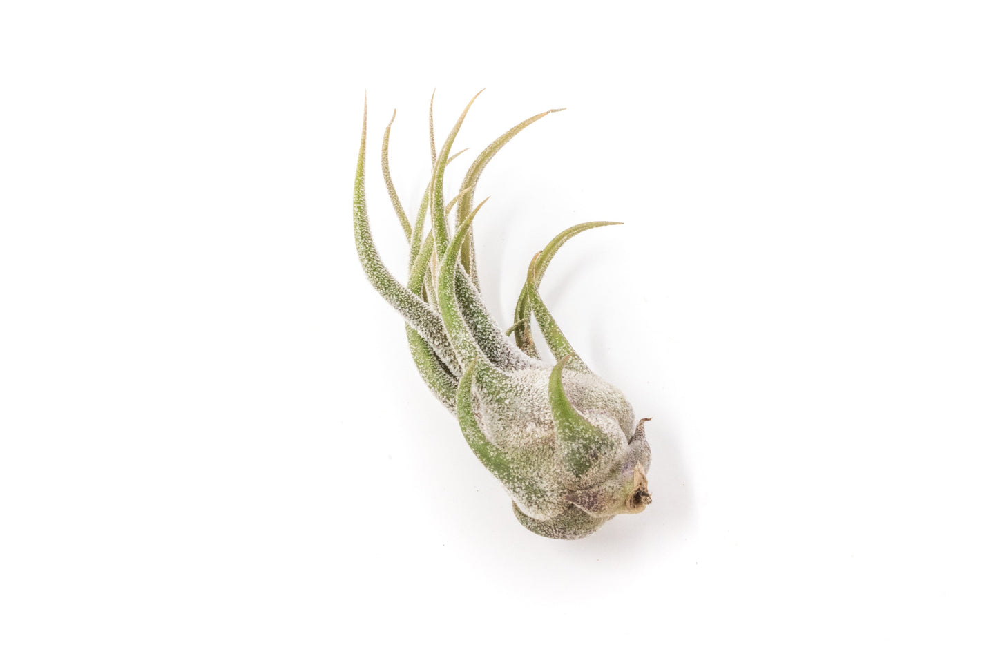 Tillandsia Pruinosa Air Plants