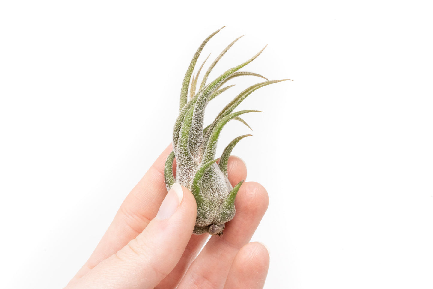 Tillandsia Pruinosa Air Plants